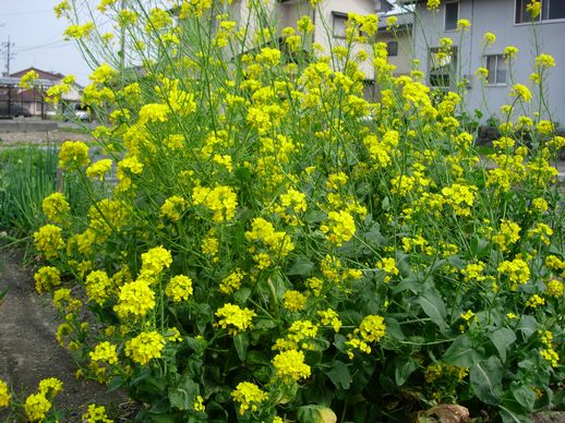 畑の中の菜の花